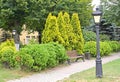 A fragment of a park with a planting of western thuja, variety Golden Smaragd Thuja occidentalis L