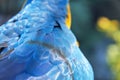 Fragment of a parrot wing with blue feathers, close up Royalty Free Stock Photo