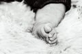 Fragment photo feet of little baby boy,0-3 month old,body part, leg isolated in grey background, leg of baby . Newborn baby feet, Royalty Free Stock Photo