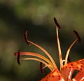 Fragment photo of lilly flower, macro photography