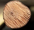 Fragment photo of tree close up,tree stem close up, detail view of stem, trunk