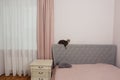 fragment of pink bedroom with curtain, tulle, bed, pillow and nightstand closeup photo with cat