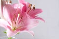 A fragment of pink lilies bunch on a white