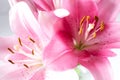 A fragment of pink lilies bunch on a white