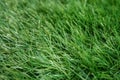 a fragment of a plastic lawn in a shallow depth of field