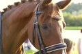 Fragment of a portrait of a brown horse in ammunition. Royalty Free Stock Photo