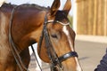 Fragment of a portrait of a brown horse in ammunition. Royalty Free Stock Photo