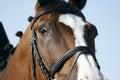 Fragment of a portrait of a brown horse with a white nose in ammunition. Royalty Free Stock Photo