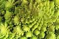 A fragment of Romanesco broccoli. Unusual vegetables. Macro shooting