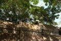 Fragment of the roof of an ancient building. Thick crown of a tree