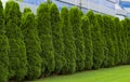 Fragment of a rural fence hedge from evergreen plants the Thuja