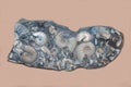 A Fragment Of The Seabed With Ammonite Shells Latin Deshayesites Deshayesi And Aconeceras Trautscholdi Gray