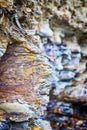 Fragment of sedimentary rock Royalty Free Stock Photo