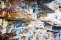 Fragment of sedimentary rock Royalty Free Stock Photo