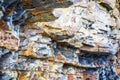 Fragment of sedimentary rock Royalty Free Stock Photo