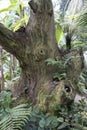 Fragment of an single ancient dried tree