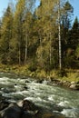 A fragment of a small river flowing from the mountains in a stormy stream through a dense autumn forest on a sunny day