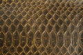 Fragment of a snake leather as a background or texture. Royalty Free Stock Photo