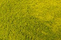 Fragment of soft carpet, which is array of lettuce-colored fluffy, fleecy loops, randomly twisted and crushed on green surface