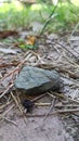 A fragment of stone with dry plants