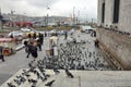 Fragment of the streets of Istanbul, many pigeons