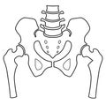 Fragment of the structure of the human skeleton. Pelvic girdle and thighs. Linear silhouette. Sign