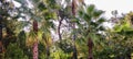 Fragment of sunlit tropical forest with palms.