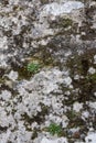 Fragment of surface of aged gray rock. some green moss grows on stone. texture, background Royalty Free Stock Photo