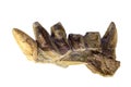 A fragment of the symphyotic dental spiral of the eugenodont helicoprion Latin Parahelicoprion crerci is isolated