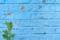 Dilapidated brick wall, painted with blue paint, which is cracked and dilapidated, next to a young green plant grows up fragment