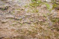 A fragment of the texture of a section of the bark of an aspen tree Royalty Free Stock Photo