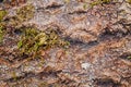 A fragment of the texture of a section of the bark of an aspen tree Royalty Free Stock Photo