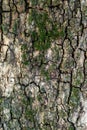 Fragment of tree bark with moss