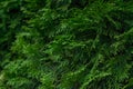 A fragment of a tree consisting of green coniferous branches. Great background