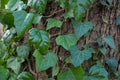 Fragment of a tree trunk with gray bark, covered with vines of juicy green ivy, with carved leaves of a triangular shape Royalty Free Stock Photo