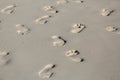Fragment of tropical beach sand with various many human foot tracks background