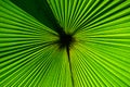 Fragment of a tropical palm leaf close-up. Indonesia. Sulawesi