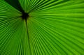 Fragment of a tropical palm leaf close-up. Indonesia. Sulawesi