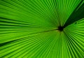 Fragment of a tropical palm leaf close-up. Indonesia. Sulawesi