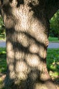 Fragment of the trunk of an old oak in the yard of Moscow State University, Russia. Royalty Free Stock Photo