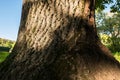 Fragment of the trunk of an old oak in the yard of Moscow State University, Russia. Royalty Free Stock Photo