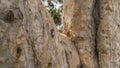 A fragment of the trunk of a unique paper mulberry tree. Close-up.