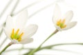 A fragment of two lilies on a white background Royalty Free Stock Photo