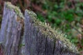 Two old boards from the fence close-up. Royalty Free Stock Photo