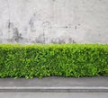 Fragment of urban concrete building wall, asphalt pavement and hedge