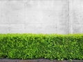 Fragment of urban concrete building wall, asphalt pavement and hedge