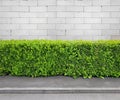 Fragment of urban white block wall, sidewalk and hedge