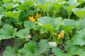 Fragment of the vegetable marrow plantation with flowers and fruitage