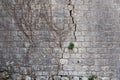 Fragment of very old gray stone wall with remains of dried dead Royalty Free Stock Photo