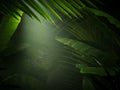 nice mist  green tropical jungle Royalty Free Stock Photo